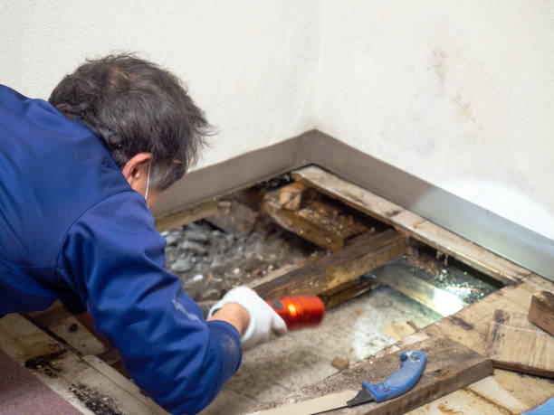 Best Basement Mold Remediation in , PA